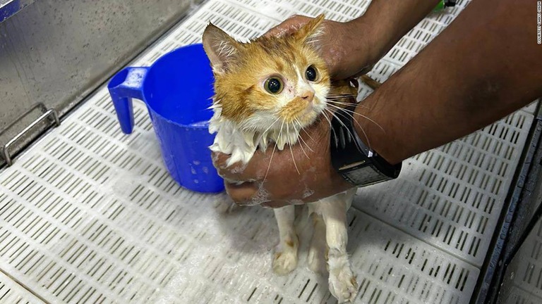 アブダビの砂漠で発見・救出された後、体を洗ってもらっている猫/Courtesy Chiku Singh