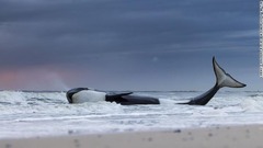 オランダの海岸に打ち上げられ、最期の時を迎えるシャチ。後の調べで重篤な栄養失調と体調不良に陥っていたことが分かった