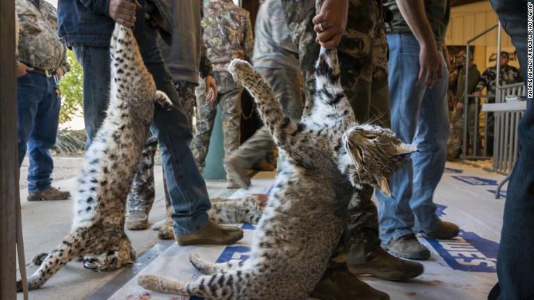 米テキサス州西部で開かれたボブキャットの体重を競うコンテストの会場/Karine Aigner/Wildlife Photographer of the Year