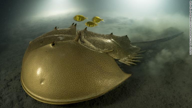 大賞を受賞した海底のカブトガニと熱帯魚の写真/Laurent Ballesta/Wildlife Photographer of the Year