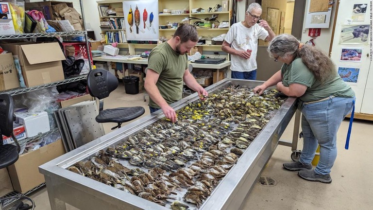 渡り鳥の死骸を検査する米シカゴフィールド博物館の職員ら/Courtesy Tom Gnoske/Chicago Field Museum