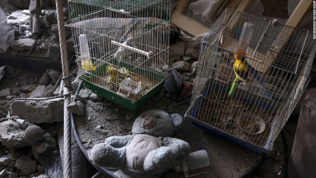 マンション内でケージに入れられた鳥。マンションは砲撃を受けたにもかかわらず生き延びていた=10日、ガザ地区南部/Said Khatib/AFP via Getty Images