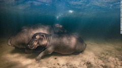 南アフリカにある湿地公園の水底でくつろぐカバ