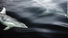 スコットランド西部の沖合を泳ぐバンドウイルカ