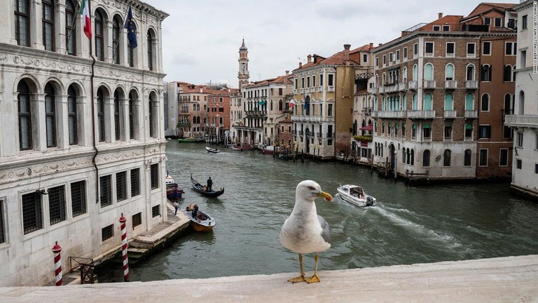 「泥棒」として悪名高いベニスのカモメ/Marco Bertorello/AFP/Getty Images