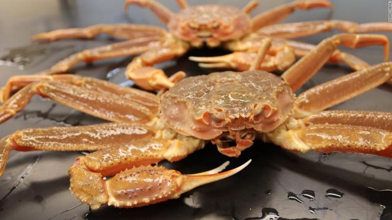 科学者らはアラスカ周辺のズワイガニについて、飢えのために大量死したと考えている/NOAA Fisheries