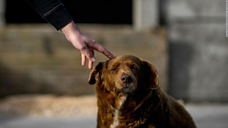 ボビは２月に史上最高齢の犬と認定された/Patricia de Melo Moreira/AFP/Getty Images