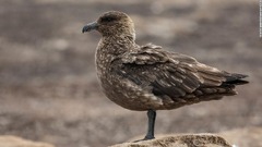 南極地域で初の鳥インフル検出、拡大を懸念　英研究所