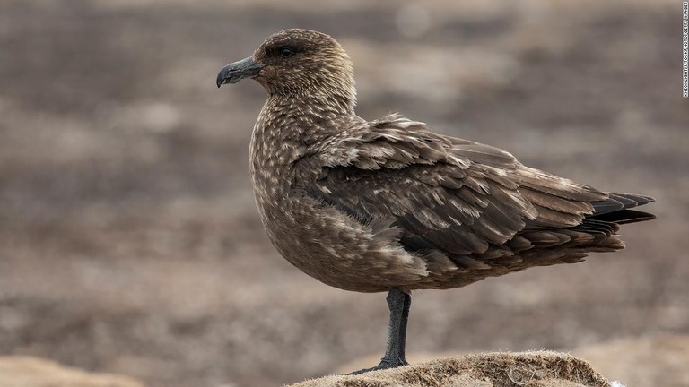 南極地域で初めて高病原性鳥インフルエンザ（ＨＰＡＩ）ウイルスが検出された/Kneonlight/iStockphoto/Getty Images
