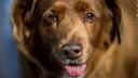 世界史上最長寿の犬「ボビ」死ぬ　３１歳と１６５日