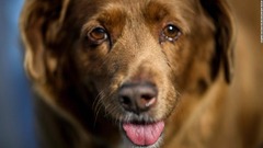 世界史上最長寿の犬「ボビ」死ぬ　３１歳と１６５日