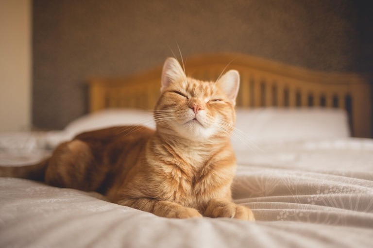 親しみを感じている猫は目を閉じ耳を前に向けているという/Image by Chris Winsor/Moment RF/Getty Images