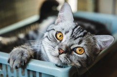 猫の表情は２７６種類、米の猫好き研究者が特定