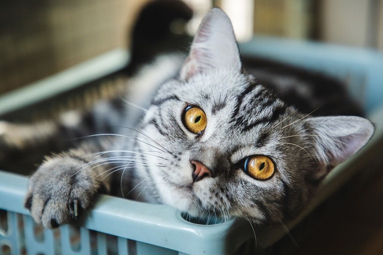 猫の２７６種類の表情を特定した研究結果が報告された/Kilito Chan/Moment RF/Getty Images
