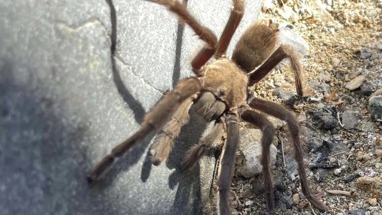 タランチュラ。目撃した観光客が急ブレーキを踏んで、後続車両が追突する事故があった/Death Valley National Park