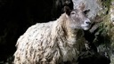 「世界一孤独な羊」、崖のふもとから救出される　英スコットランド海岸