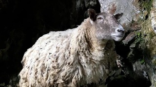 英スコットランドの海岸で暮らしていた羊「フィオナ」