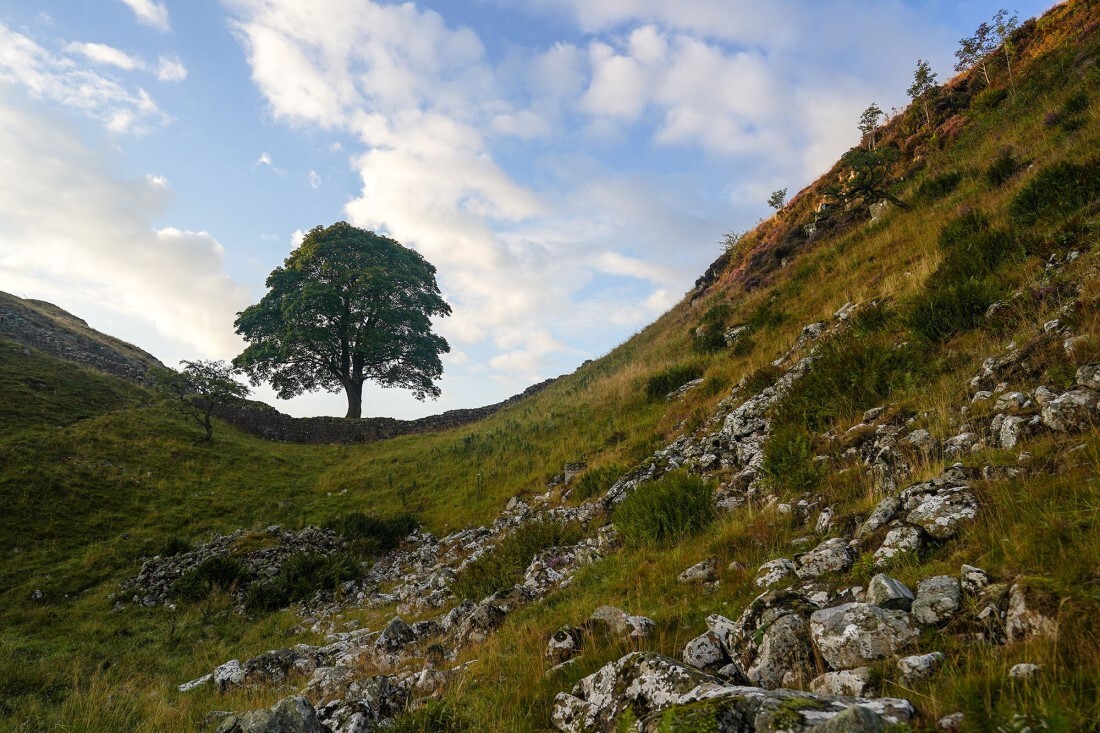 名木は伐採される前に多くの人に撮影されるなどして称賛されてきた/Ian Forsyth/Getty Images