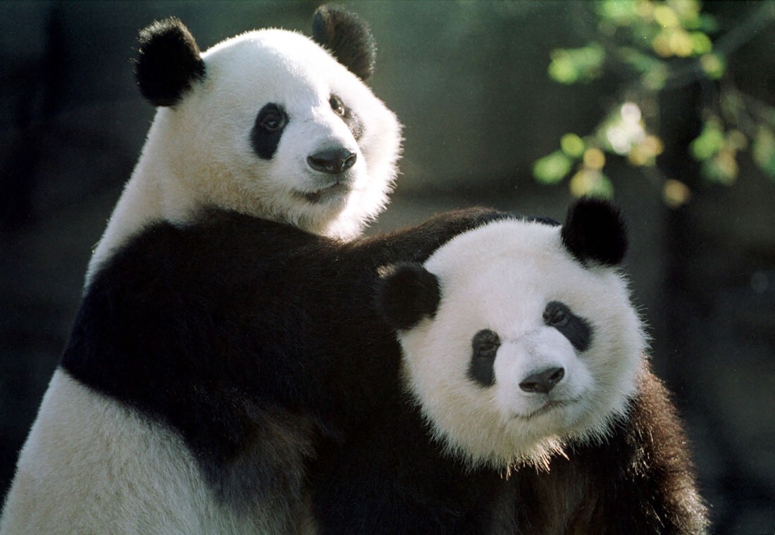ジャイアントパンダの「ヤンヤン」（左）と「ルンルン」＝１９９９年１１月、米ジョージア州アトランタ動物園/Steve Schaefer/AFP/Getty Images