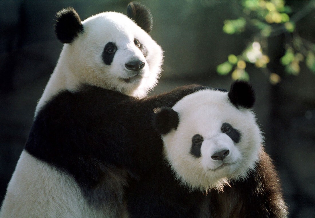 ジャイアントパンダの「ヤンヤン」(左)と「ルンルン」=1999年11月、米ジョージア州アトランタ動物園/Steve Schaefer/AFP/Getty Images