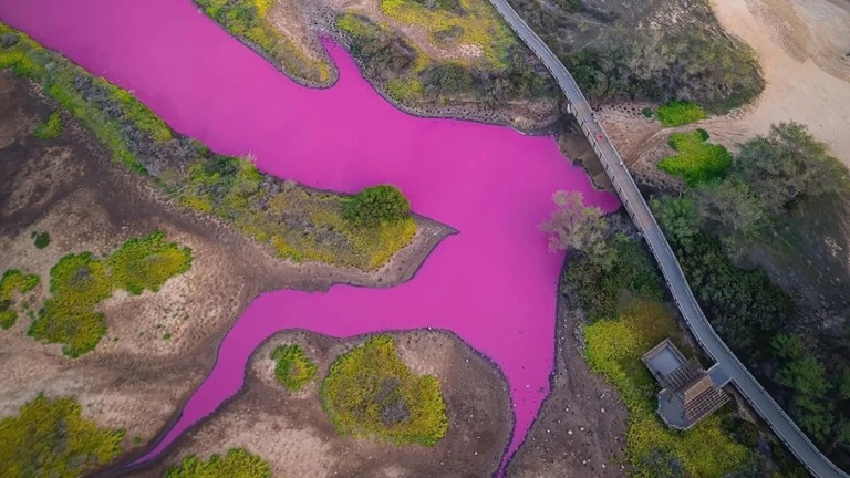 ハワイ・マウイ島の沼の水が赤紫色に変色している/@Traviskeahi_photo/Instagram