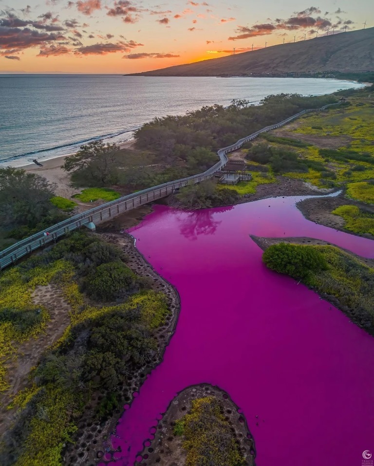 変色したケアリア沼は、マウイ島の沿岸部にある数少ない塩性沼沢の一つ/@Traviskeahi_photo/Instagram