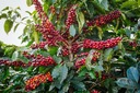 気候変動で危機に直面するコーヒー、スタバが取り組む解決策とは