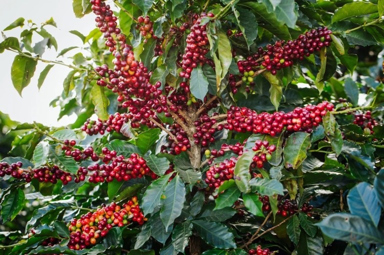 気候変動がコーヒー業者や農家に巨大な脅威をもたらしている/Joshua Trujillo/Starbucks