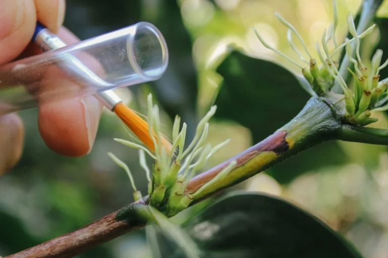 スターバックスは、温暖化が進むなかでも育つよう栽培されたアラビカの新種を開発している/Joshua Trujillo/Starbucks