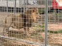サーカスのライオンが脱走、街中歩く　数時間後に捕獲　ローマ近郊