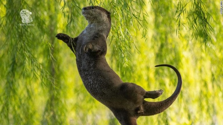 「水中部門」の受賞作。バレリーナのようにうっとり踊るビロードカワウソを捉えた/Otter Kwek