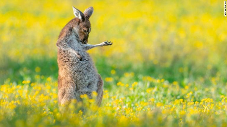 エアギターのポーズを取るカンガルーの写真はオーストラリア西部パース郊外の野原で早朝に撮影された/Jason Moore