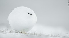 雪に包まれ球状になったライチョウ