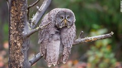 木の枝からずりおちた格好のカラフトフクロウ