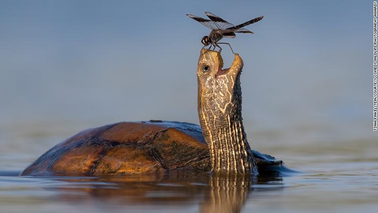 トンボがとまったのを喜んでいるようなカメ/Tzahi Finkelstein/Courtesy Comedy Wildlife Photography Awards