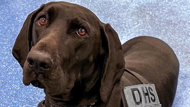 全米で活躍する爆発物探知犬を紹介するカレンダーの表紙を飾った「ディナ」/TSA