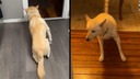 愛犬が「酒の盗み飲み」、酔って「千鳥足」で飼い主出迎え