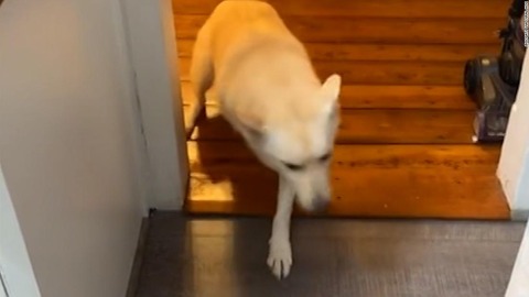 酒に酔った愛犬、「千鳥足」で飼い主出迎え　米