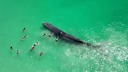遊泳客が一緒に泳いで記念撮影のクジラ、海岸沖で衰弱死　豪