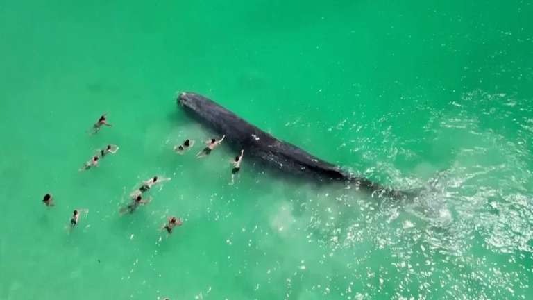 遊泳客は、海岸近くに現れたマッコウクジラの近くを泳いだり、クジラに触れたりするなどしていた/Jeffrey Krause via Reuters