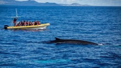 捕鯨からホエールウォッチングの島へ　アゾレス諸島が成功した取り組み