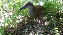 １９７０年代に侵略的外来種のヘビに食べられ、ほぼ絶滅したグアムクイナ