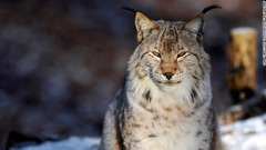 オオヤマネコ。１９７０年代に始まった再導入プログラムにより、スイスやフランス、イタリア、オーストリア、ドイツなどの国に戻ってきた