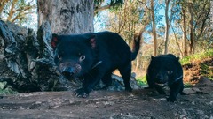 写真特集：再生の取り組みが進む絶滅種や絶滅危惧種