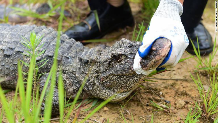 かつて揚子江流域に広く生息していたヨウスコウアリゲーター/Du Yu/Xinhua/Getty Images