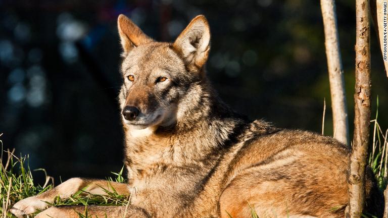 狩猟や生息地の減少で１９７０年に絶滅の危機に瀕したアメリカアカオオカミだが、保護活動家が残る個体を集め、飼育下繁殖させた/JeffGoulden/E+/Getty Images