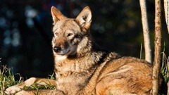 狩猟や生息地の減少で１９７０年に絶滅の危機に瀕したアメリカアカオオカミだが、保護活動家が残る個体を集め、飼育下繁殖させた