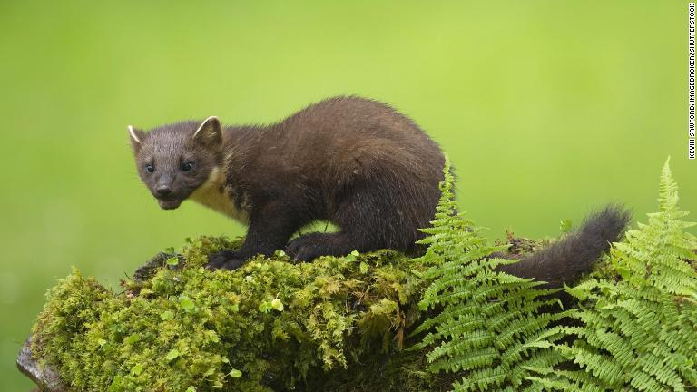 過去によく目撃されたマツテン（イタチの近縁種）は２０世紀になり、英国の森林から姿を消した/Kevin Sawford/imageBROKER/Shutterstock