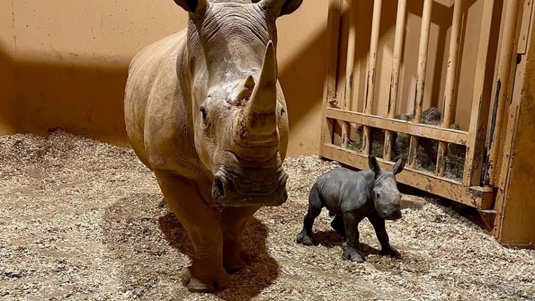 米アトランタ動物園がミナミシロサイの赤ちゃん誕生の発表と共にＳＮＳに投稿した画像/From Zoo Atlanta