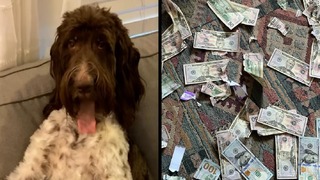 紙幣を食べた飼い犬のシーシル